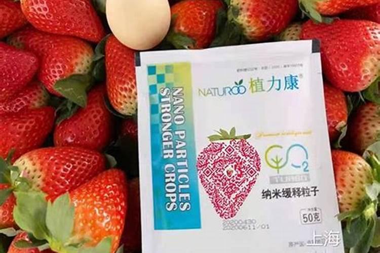 草莓生根养根用什么肥