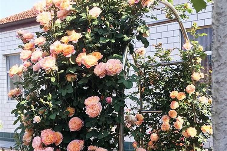 植物在什么阶段需要钾肥