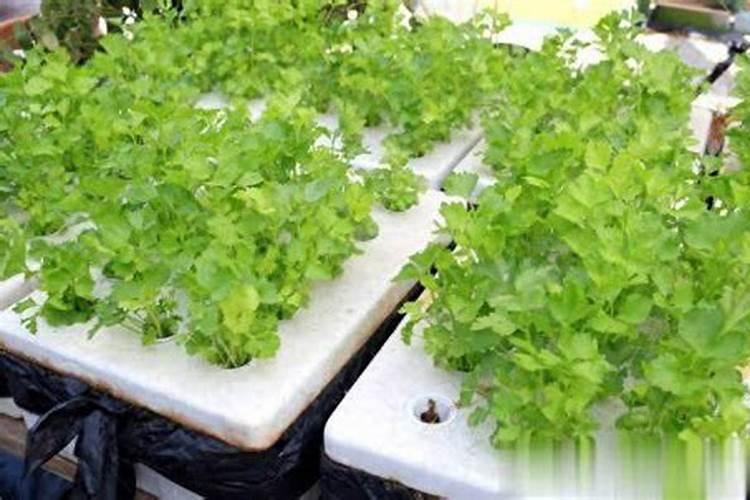 “质量好的瓶装腐植酸水溶液肥料有哪些？”