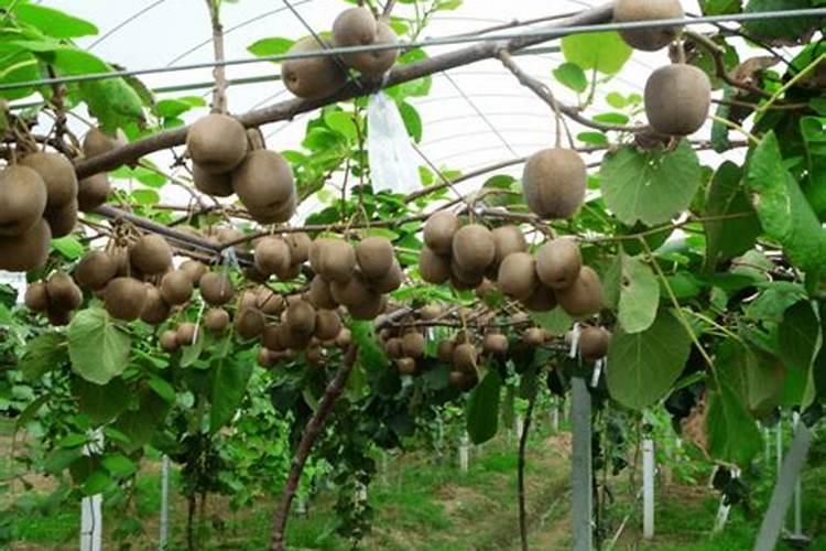 猕猴桃挂果后施什么肥料 猕猴桃如何施肥