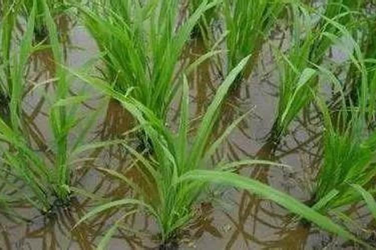 复合肥可以浇君子兰吗