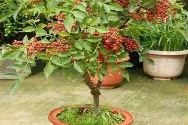 辣椒苗矮小开花怎么办