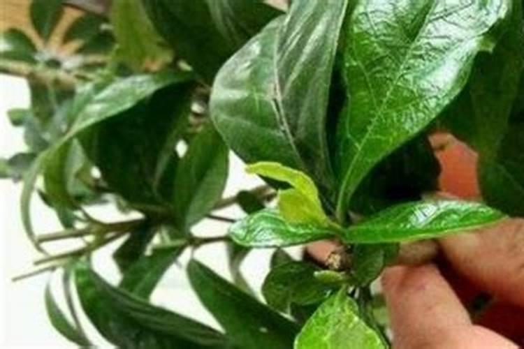 桅子花怎么浇水施肥？