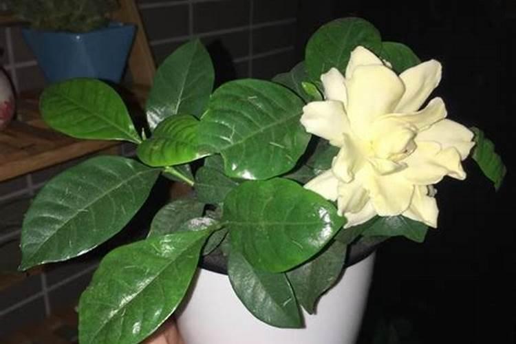 液断减肥法有用吗？多少天可以看到效果？