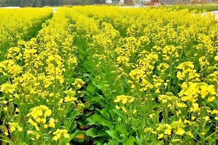 油菜叶面施肥时间及方法花卉百科