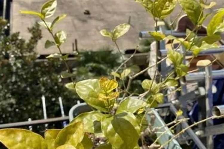 茉莉花花期可以喷洒叶面肥和防止虫害的药吗