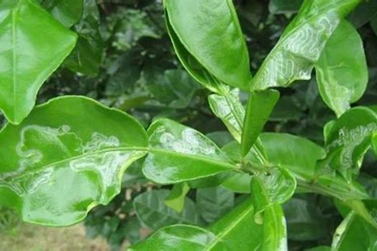 叶面硅肥的使用禁忌 使用叶面硅肥注意什么