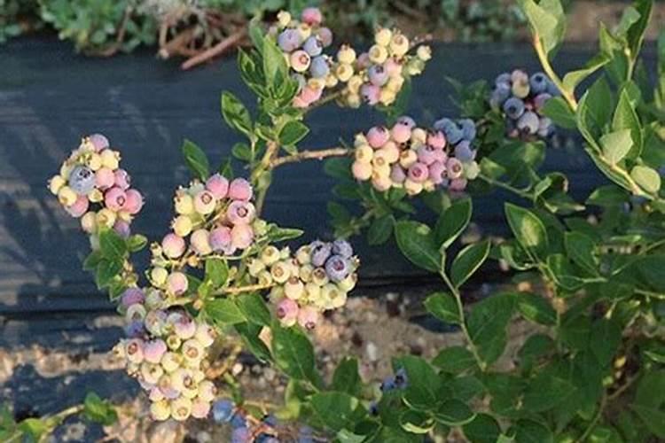 蓝莓开花期怎样浇水施肥