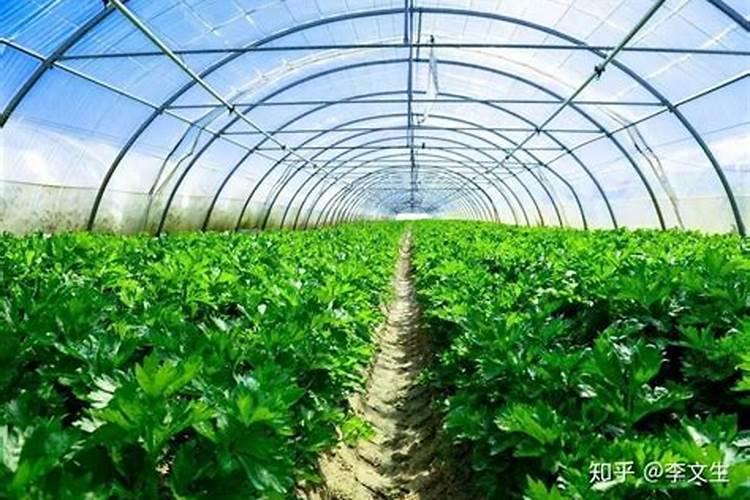 秋冬季栽培小型西瓜如何整地施肥 然后高温闷棚10天