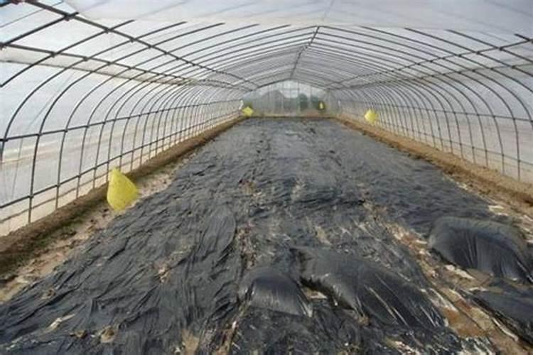 石灰氮闷棚利弊,石灰氮的使用方法