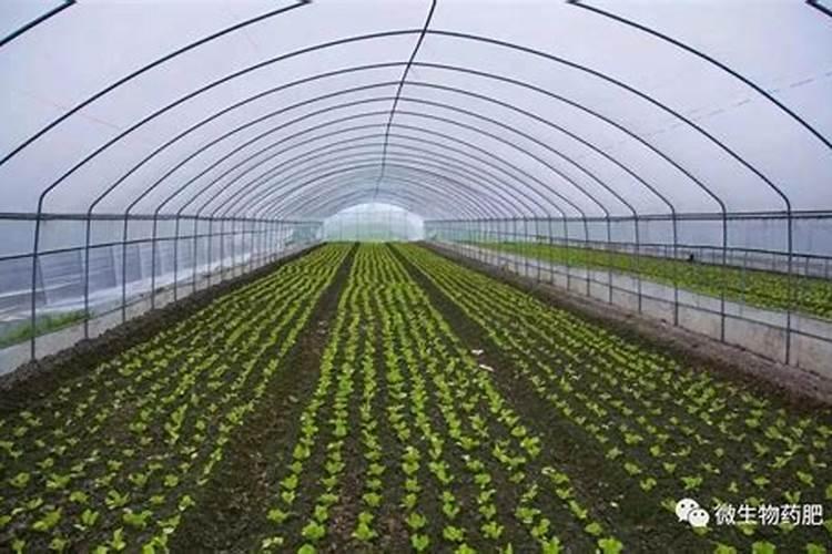 石灰氮高温闷棚杀菌消毒法,需要注意哪些问题？