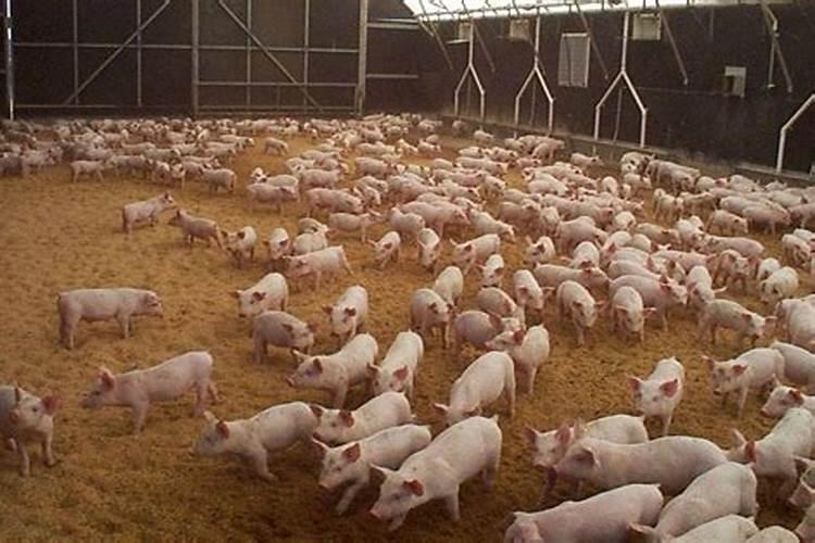 广寒宫多肉的养殖方法和注意事项 多肉广寒宫为什么容易死