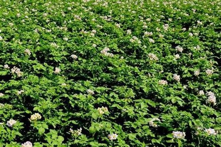 土豆开花后施什么肥料