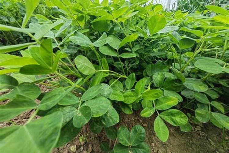 月季夏季施肥时间和方法