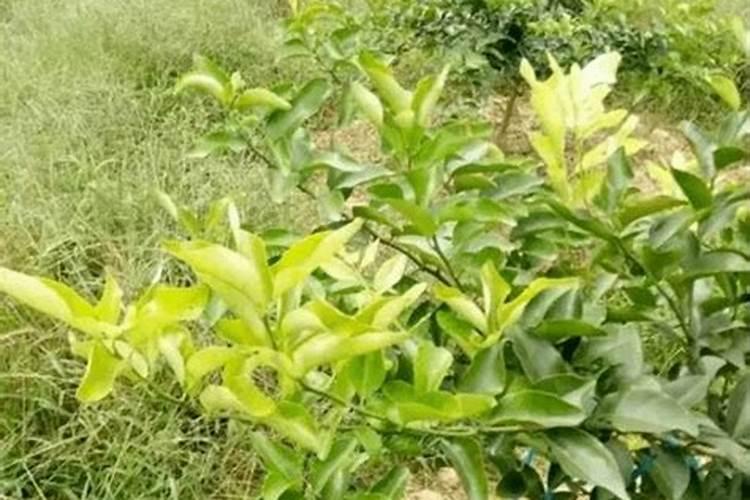 江苏中东化肥股份有限公司怎么样？