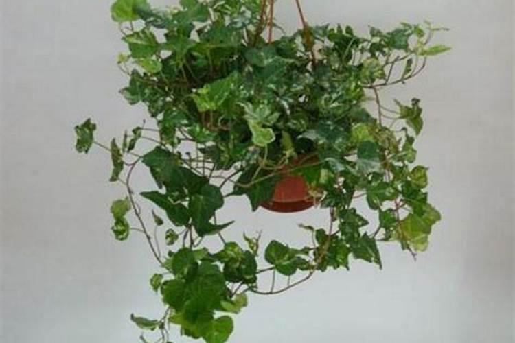 常春藤浇什么肥最好