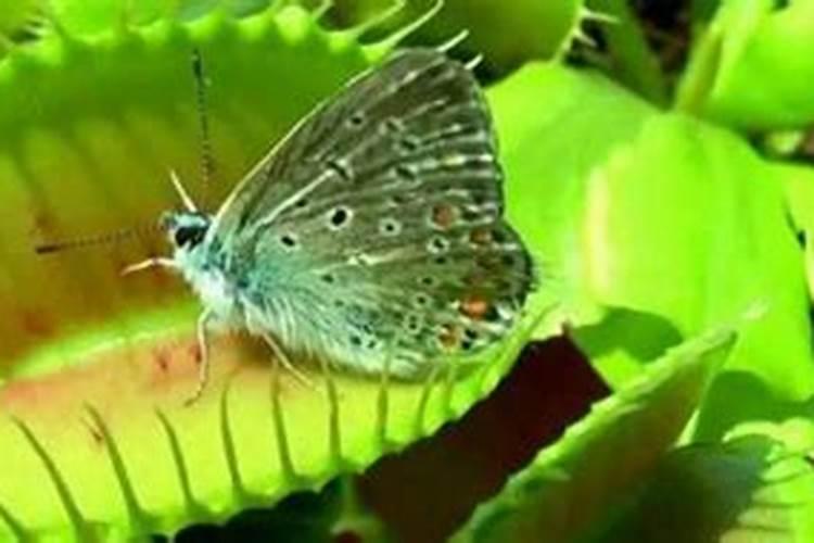 美人齿捕蝇草怎么养 怎么养美人齿捕蝇草