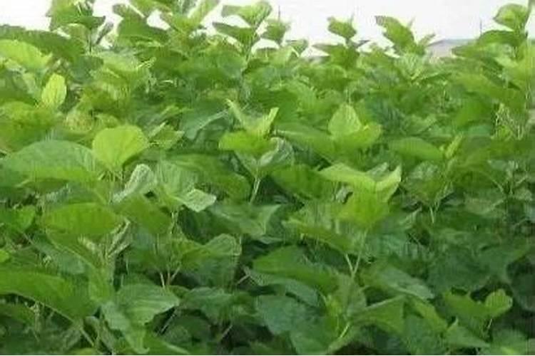 桑叶是否可以喂鱼,对鱼有什么影响？