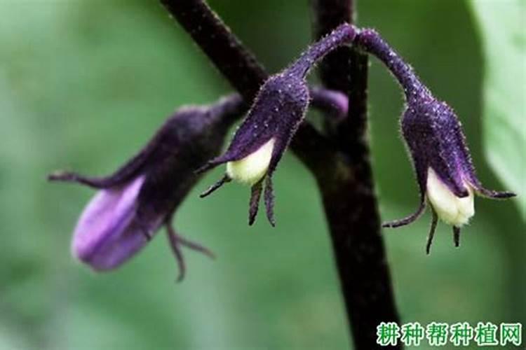 硫酸钾可以直接用做生姜底肥吗？