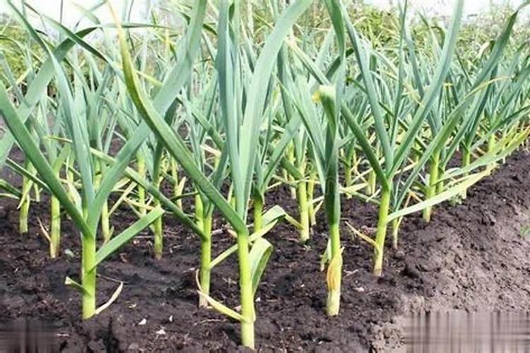 大蒜施肥的正确方法