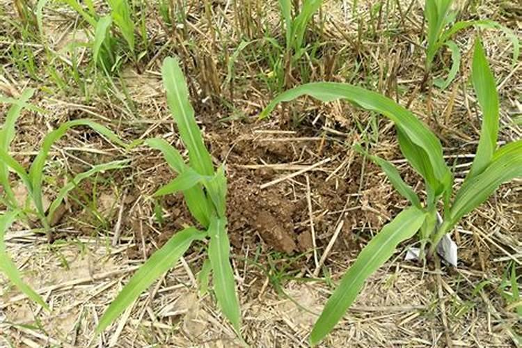 红菜苔施肥方法 怎么给红菜苔施肥