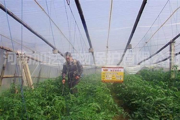 硼肥是什么肥料怎样使用