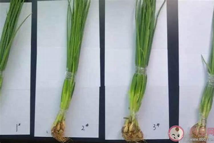 杨梅施什么肥料好