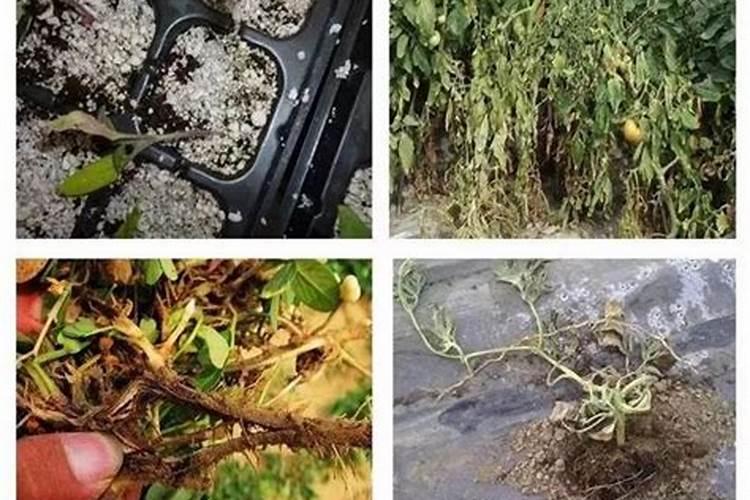 叶发黄使用什么肥料