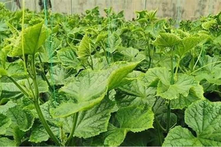 种植黄瓜如何使用磷酸二氢钾？