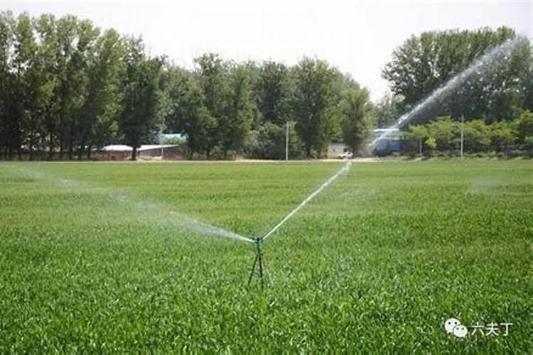 怎么做出鲜嫩可口的番茄鱼肉汤？