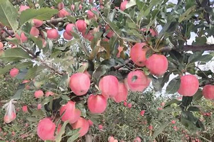 苹果树采摘后施什么肥好