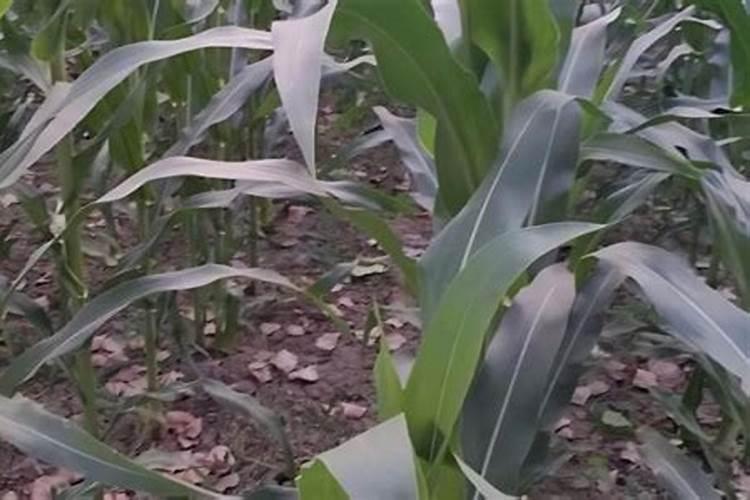 玉米在种植时需冲施钾肥吗？