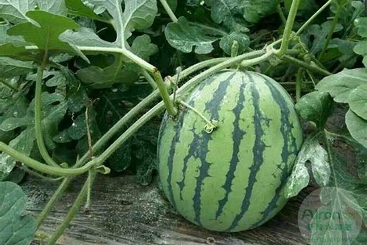 月季花施什么肥料好