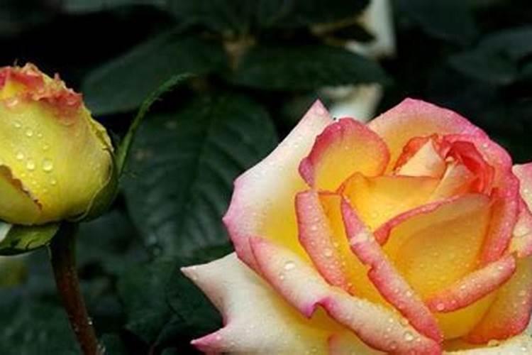 月季花什么时后施肥最好