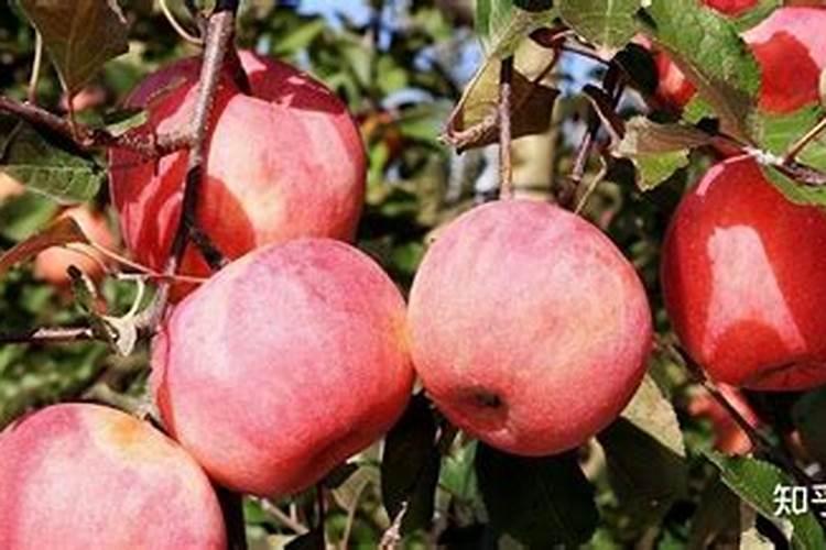 苹果几月份打硼好