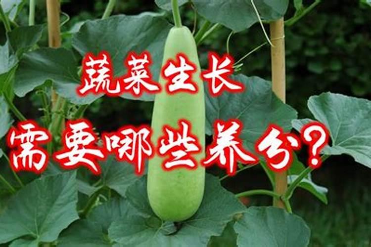 自家种蔬菜一般用什么肥料