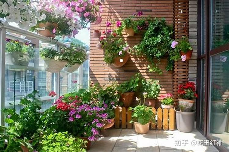 刚移栽的八角幼苗用什么肥料好？