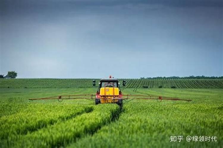 茶梅什么时候移栽最好