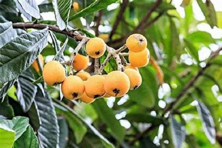 果树同样不能缺钙,缺钙对果树生长会有什么危害？