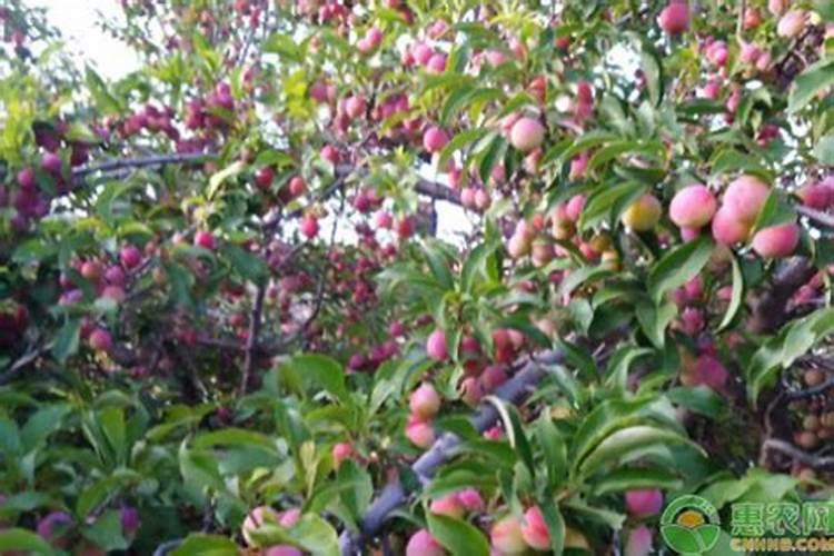 果树补钙用什么钙肥好 什么时候使用效果好