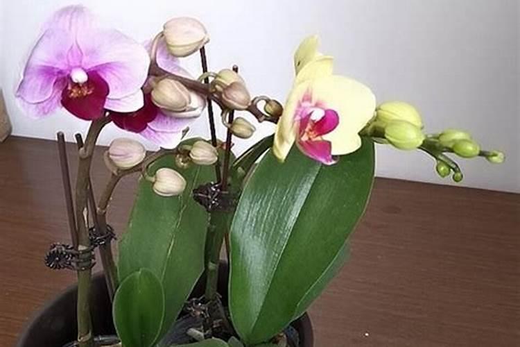 蝴蝶兰用什么肥好呢,我有磷酸二氢钾兑水可以吗