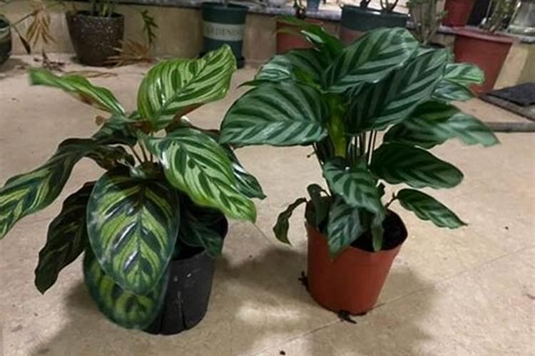 复合肥加尿素兑水使用效果