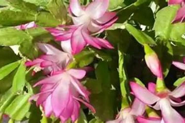 氮肥过多的补救方法