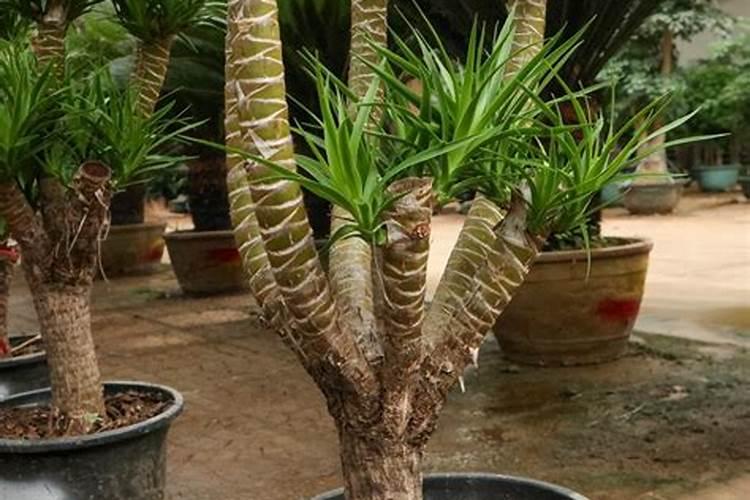 芸苔素内酯和矿源黄腐酸钾有什么区别？