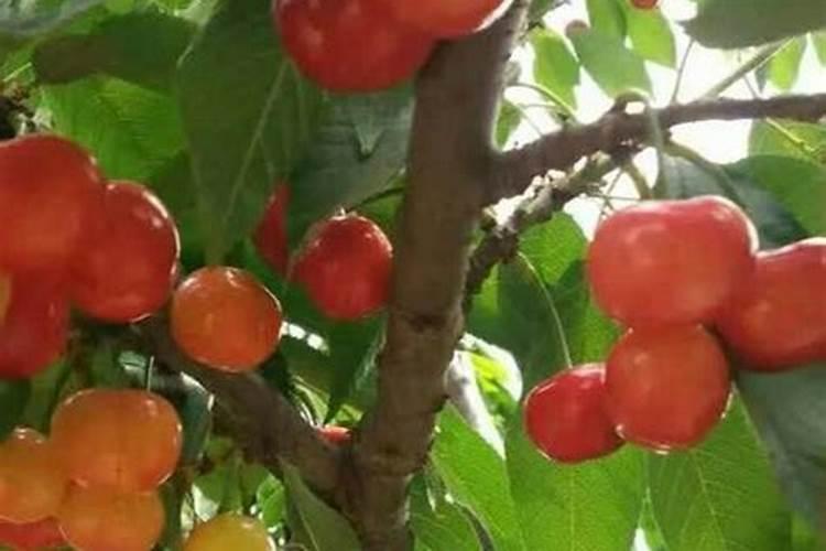 大樱桃用什么肥料早熟还上色