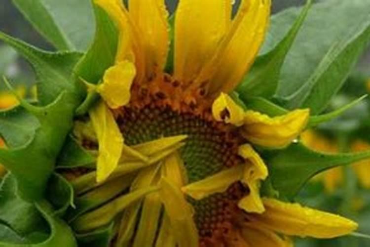 茶叶能施叶面肥吗？