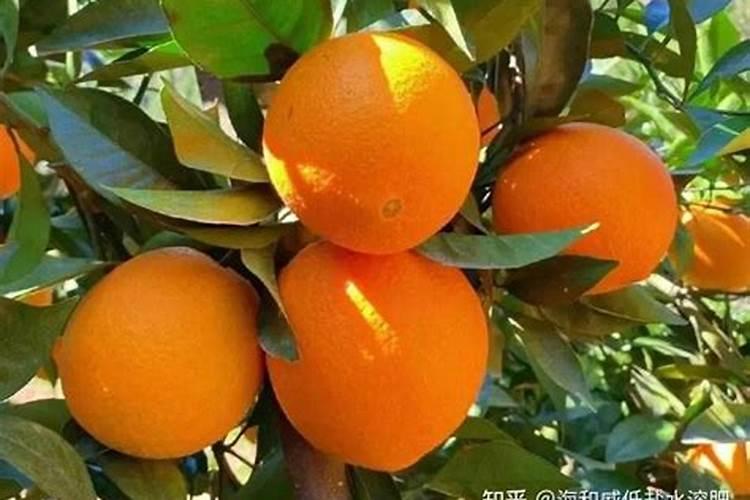 脐橙有哪些专用肥 如何进行施肥