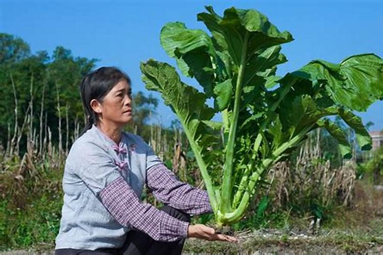 儿菜病虫害该如何防治