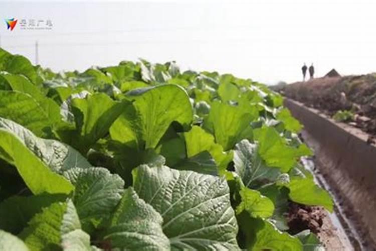 西兰花什么季节喷硼肥？