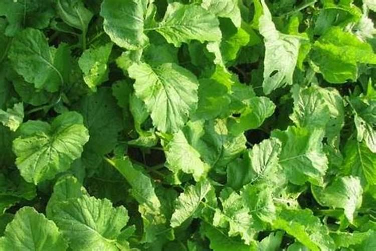 芥菜生长期多少天